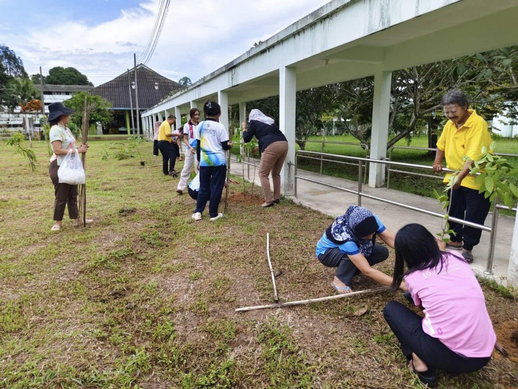 ปลูกต้นมันปูข้างคัฟเวอร์เวย์
