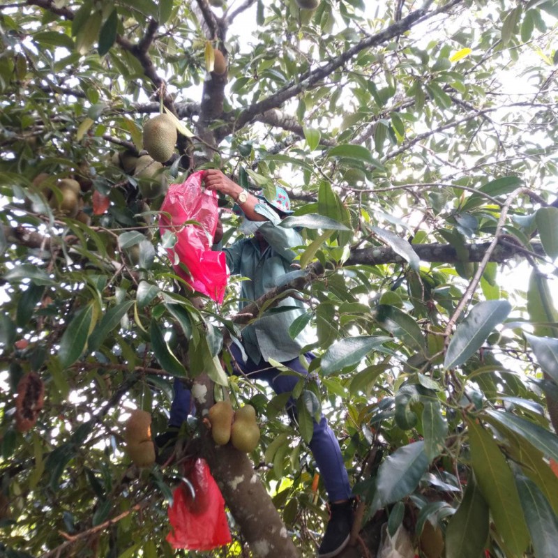 จำปาดะโต๊ะยาวอ