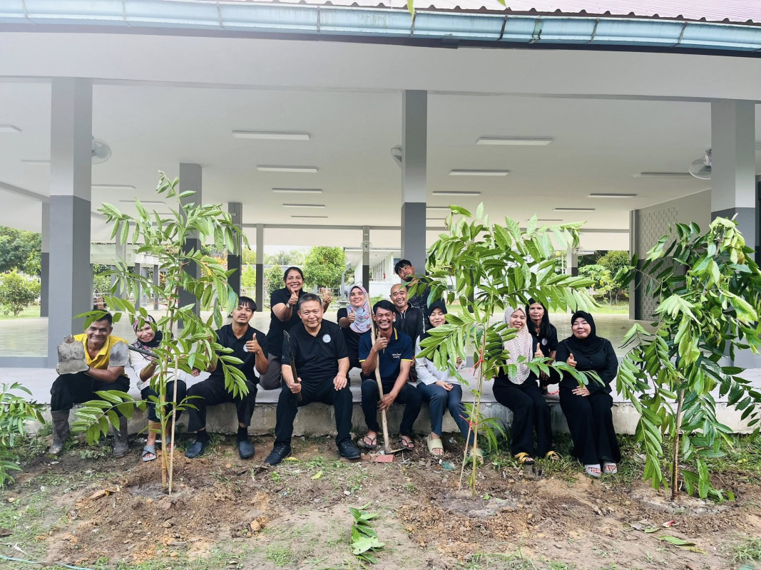 ปลูกต้นมันปูข้างครัว